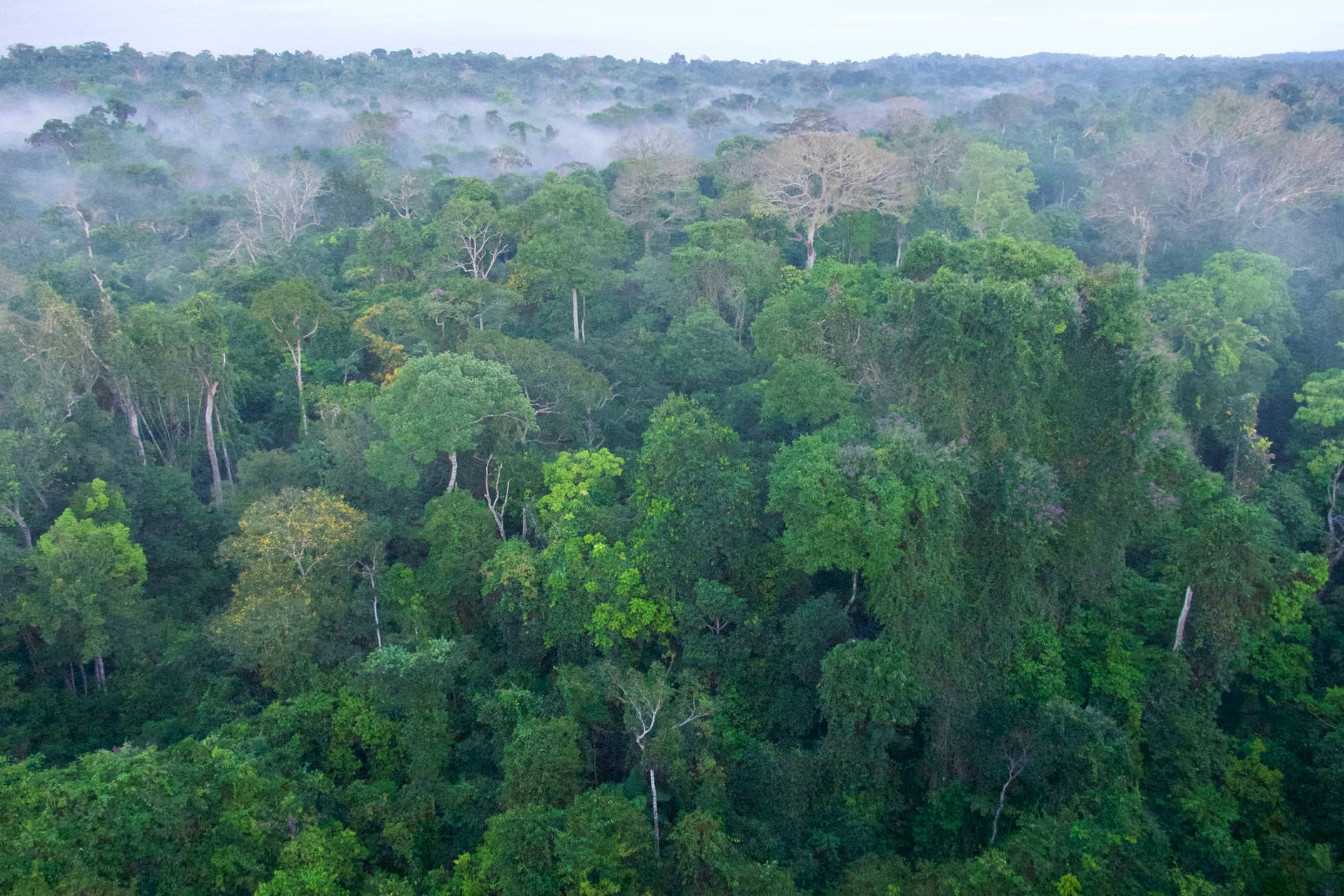 Brazil amazon cristalino lodge early light on forest canopy copyright thomas power pura aventura