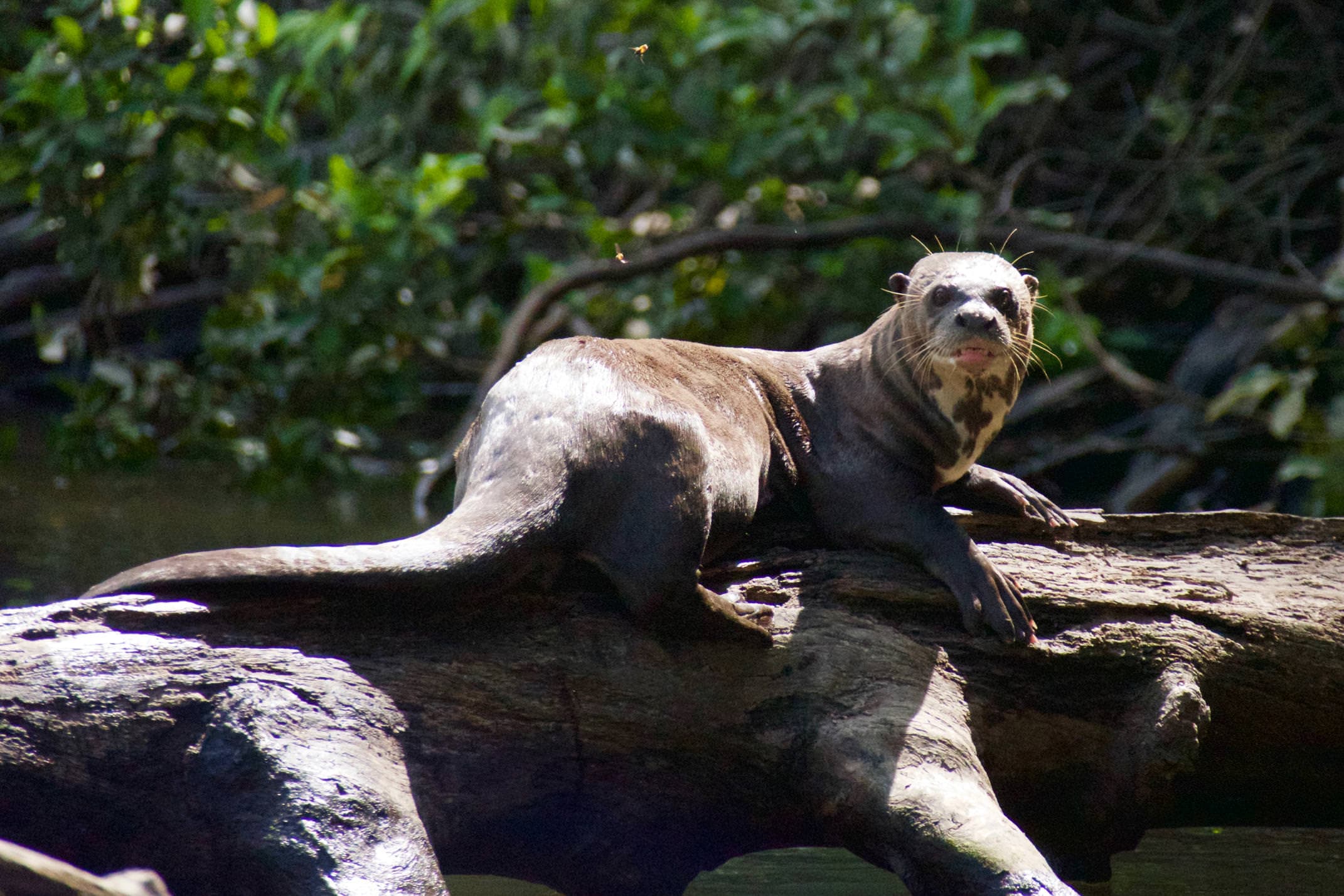 Brazil amazon cristalino lodge giant river otter copyright thomas power pura aventura
