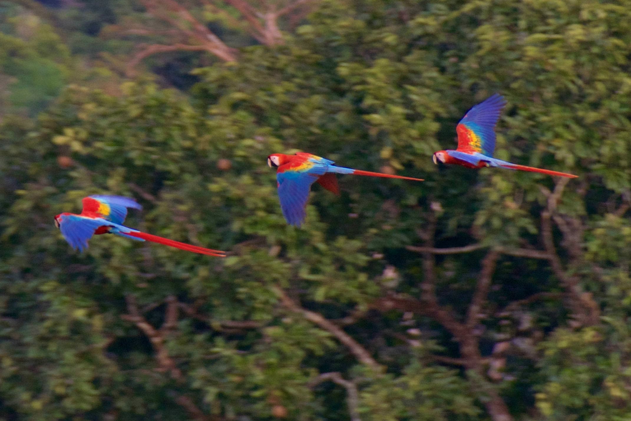 Brazil amazon cristalino lodge scarlet macaw flying past copyright thomas power pura aventura