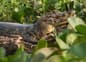 Brazil pantanal caiman amidst plants