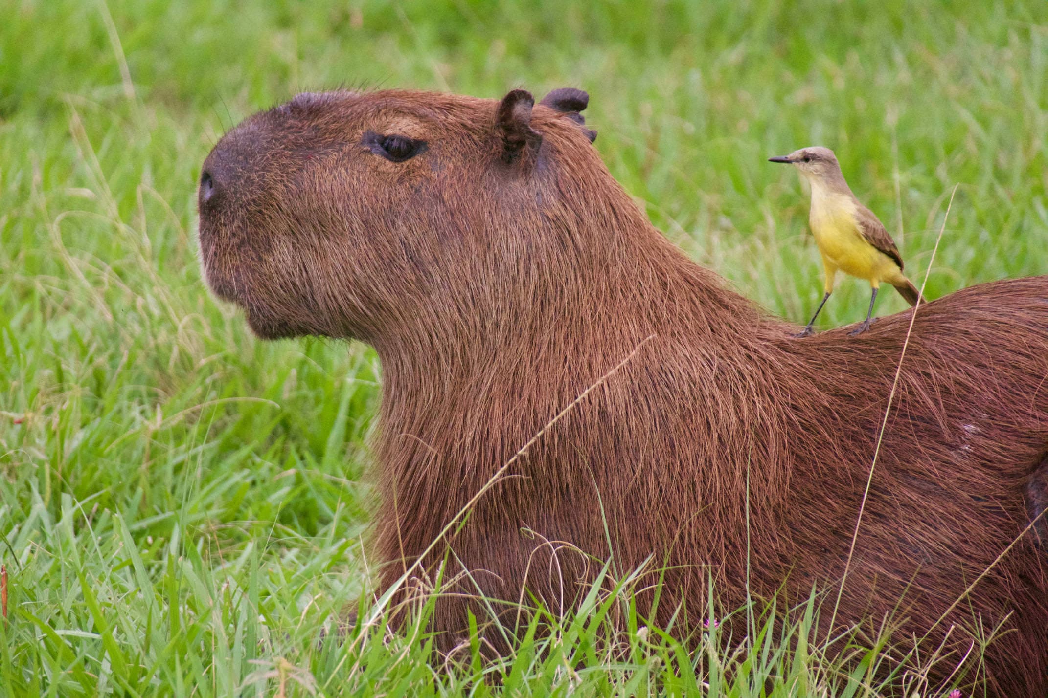 Brazil pantanal caiman lodge capybara wth cattle tyrant copyright thomas power pura aventura