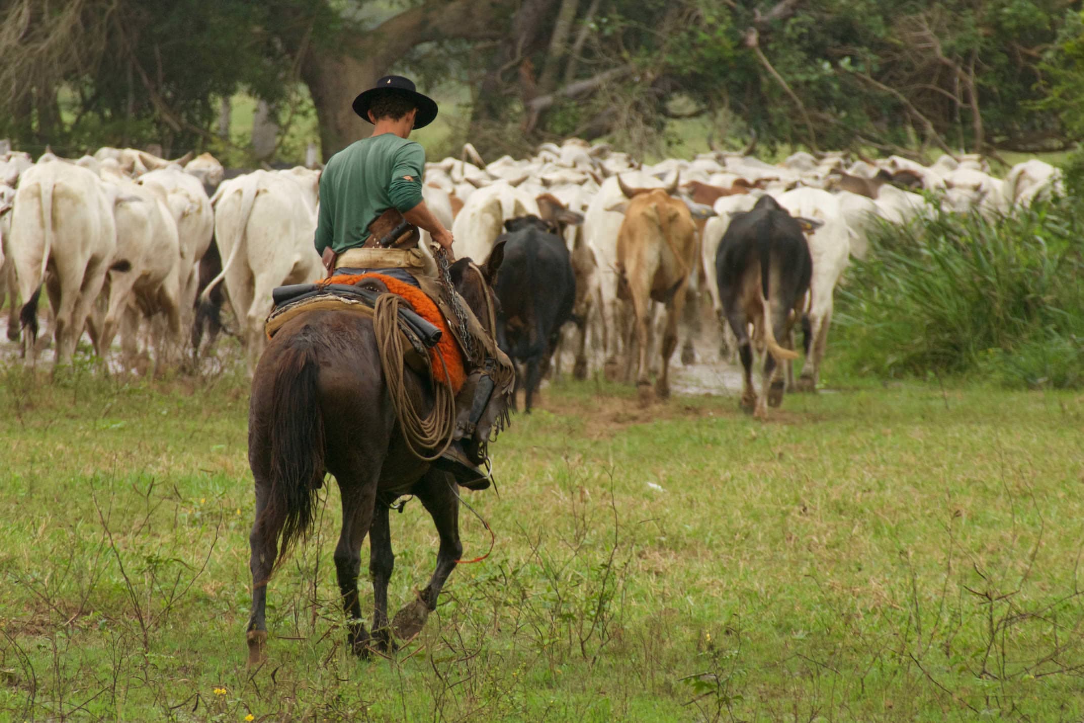 Brazil pantanal caiman lodge herding cattle copyright thomas power pura aventura jpg