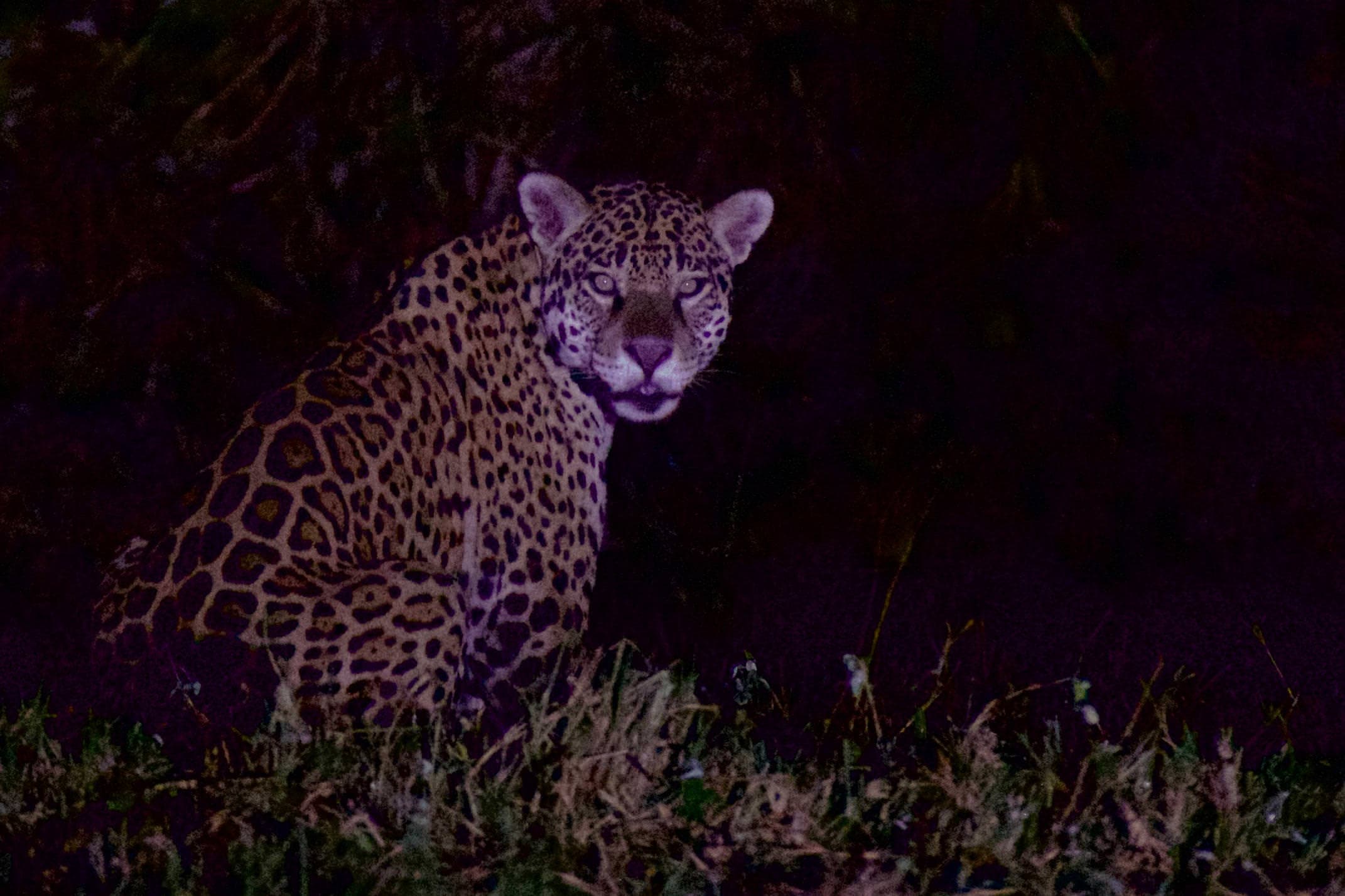 Brazil pantanal caiman lodge jaguar at night two copyright thomas power pura aventura