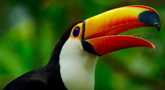 Brazil iguassu toco toucan c chris bladon