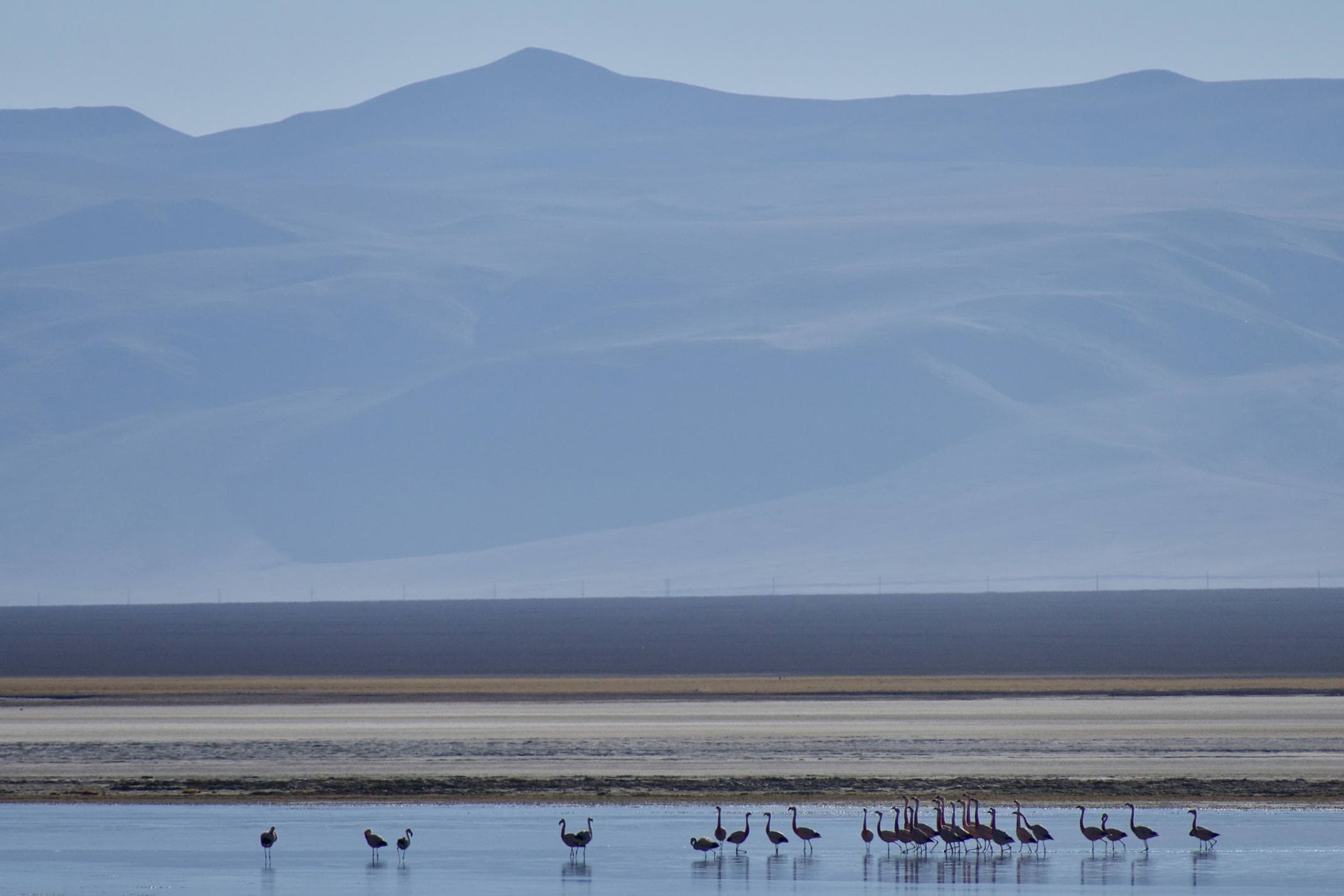 Chile atacama copiapo santa rosa lagoon flamingos c tom power