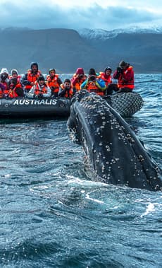 Chile australis cruise whale zodiac c australis