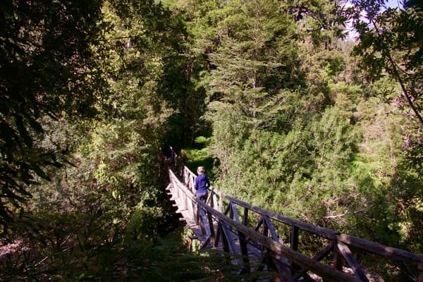 Chile patagonia carretera austral pumalin park alerce hike hanging bridge
