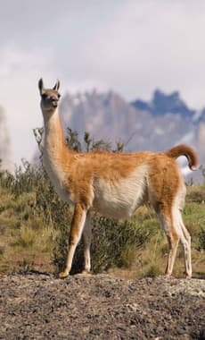 Chile patagonia guanaco in torres del paine national park