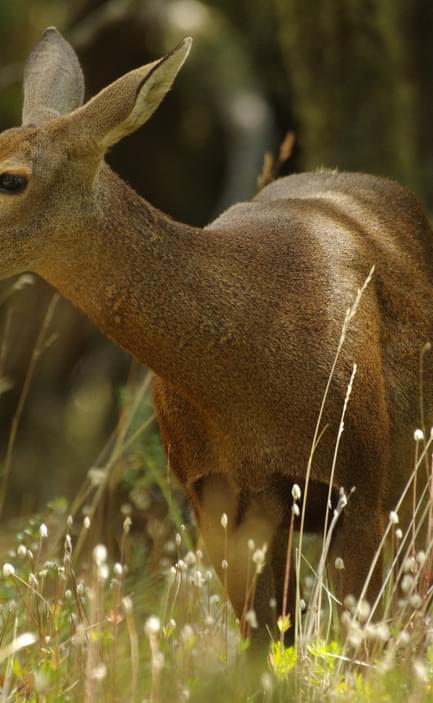 huemul deer patagonia national park