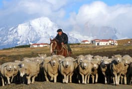 Chile patagonia paine cerro guido horseman gaucho sheep 2 c cerroguido