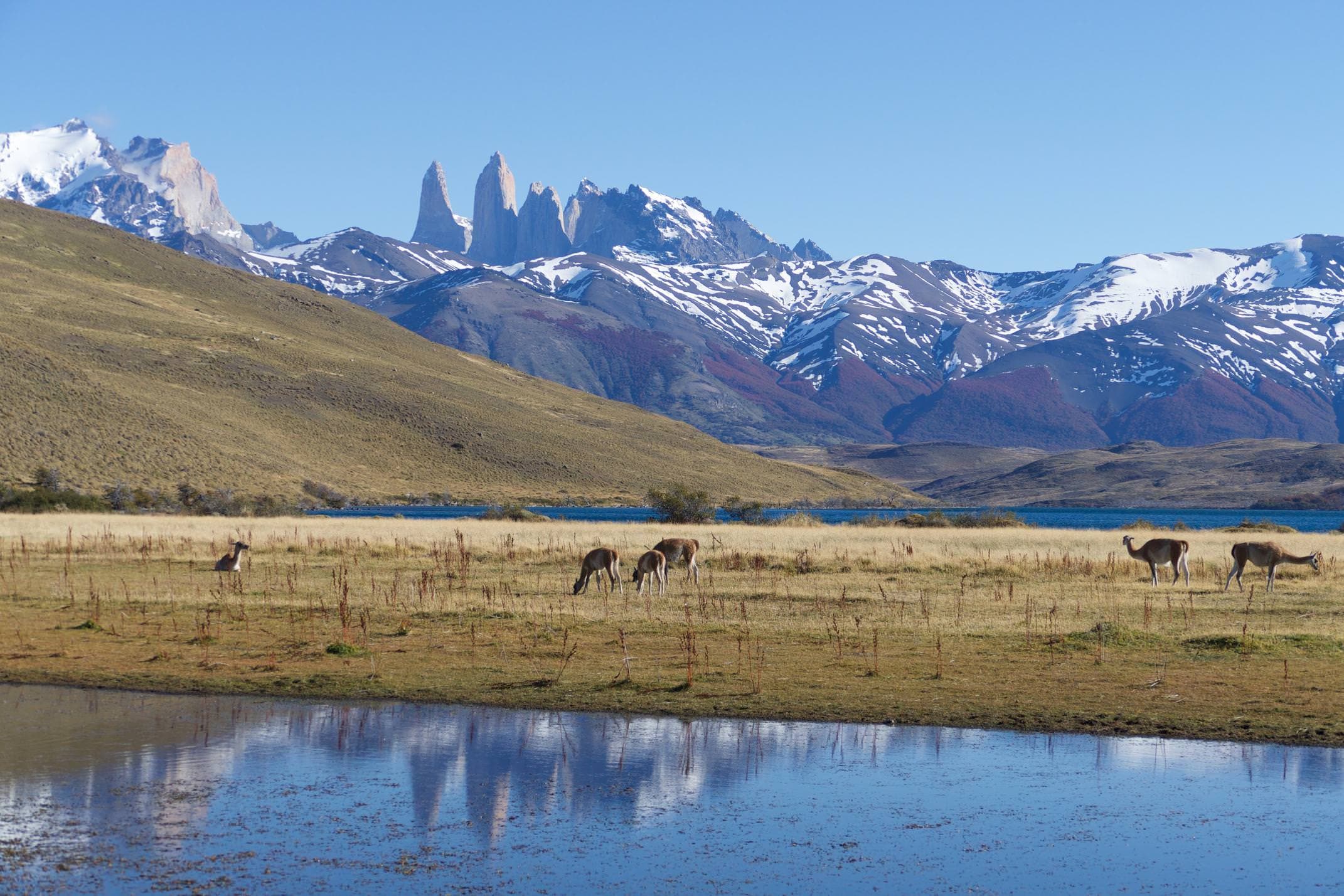 Chile patagonia torres del paine guanacos grazing by laguna azul