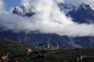 Chile patagonia torres del paine guanacos herding clouds on mountains