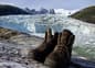Chile pia glacier walking boots c pura aventura