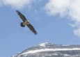 Spain huesca ordesa bearded vulture pura aventura