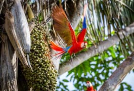 costa-rica-c-el-remanso-hotel-macaw.jpg