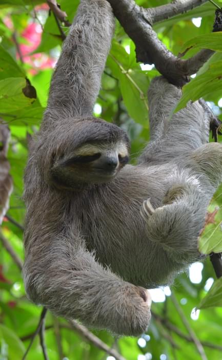 A three-toed sloth in Cahuita