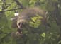 Costa rica cahuita two toed sloth peering through leaves