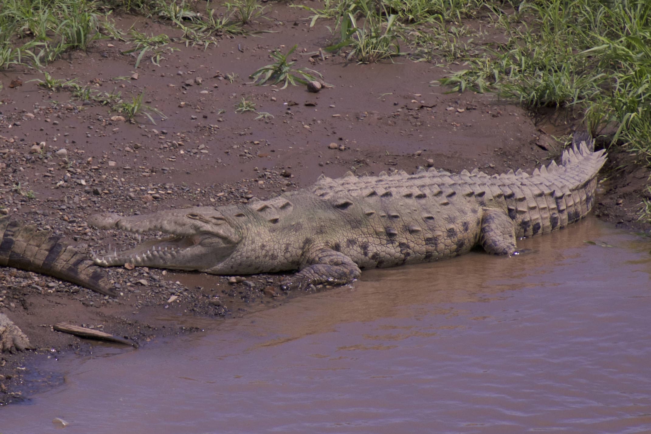 Costa rica carara tarcoles bridge crocodile