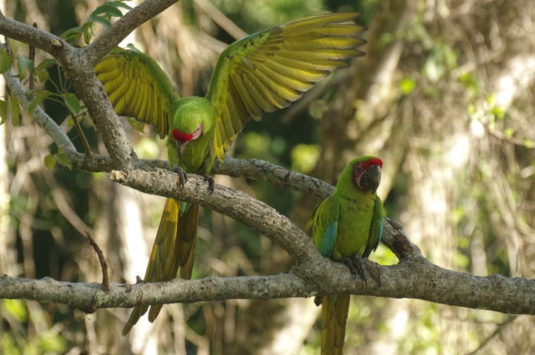Great Green macaws, Southern Caribbean