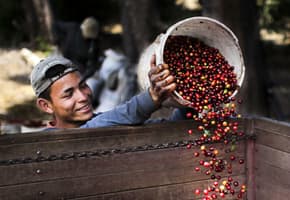 Costa rica central valley chayote lodge coffee worker 4 c chayote
