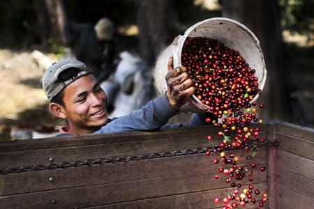 Coffee harvest, Central Valley