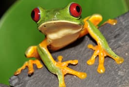 Costa rica corcovado frog