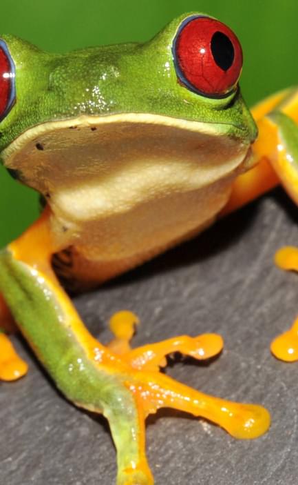 Costa rica corcovado frog