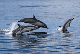 Costa rica dolphins c canva