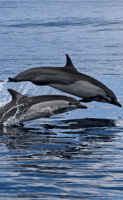 dolphins costa rica gulfo dulce