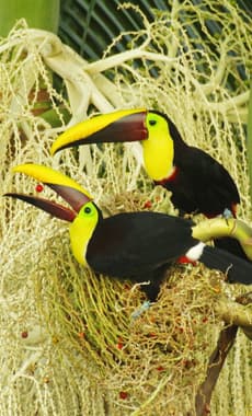 Costa rica dominical toucans feeding villas alturas chris bladon pura aventura