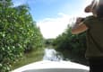 Costa rica osa golfo dulce mangroves c thomas power pura aventura