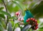 Costa rica osa peninsula drake bay green bird