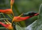 Costa rica osa peninsula hummingbird on heliconia flower c matt power