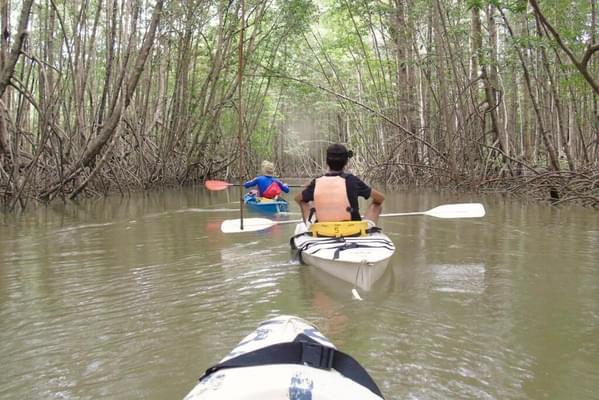 Kayaking past magroves, Osa Peninsula
