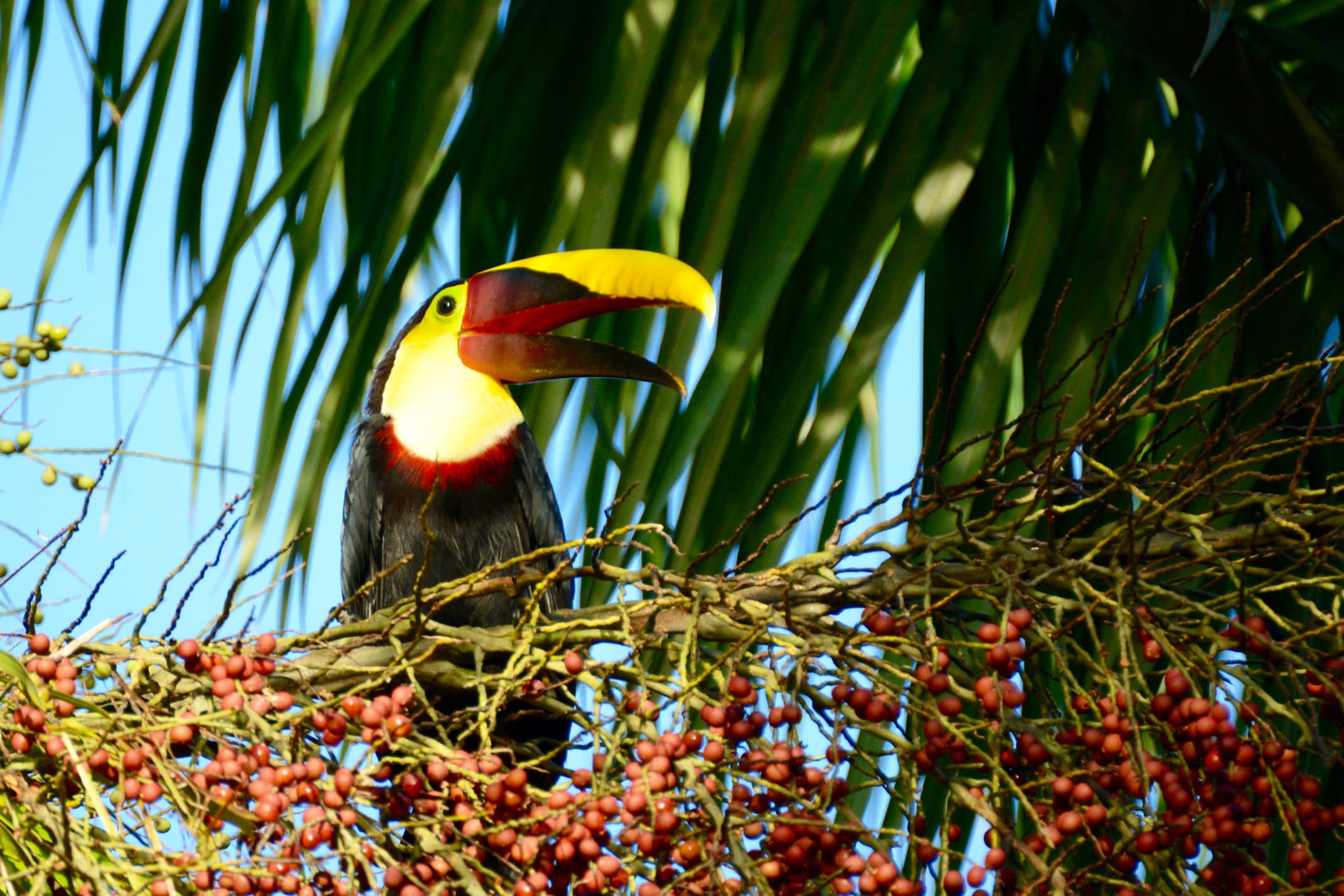 Costa rica osa peninsula laughing toucan c matt power