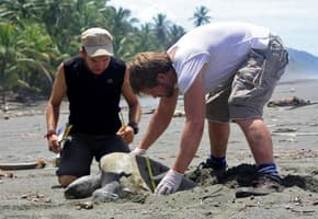 Turtle conservation, Corcovado National Park
