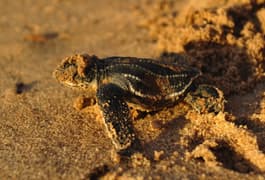 Costa rica pacific hatching turtle stephanie rousseau CROPPED
