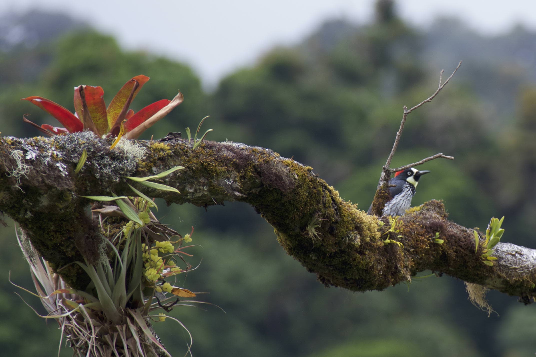 Costa rica san gerardo dota tree creeper bromeliad on branch talamanca hiking
