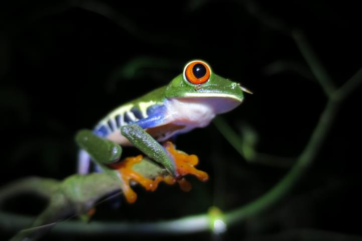 Costa rica tenorio night walk tree frog 2 c thomas power pura aventura