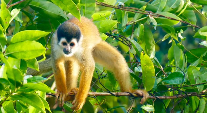 Costa rica osa peninsula squirrel monkey c pura aventura m power