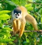 Squirrel monkey, Corcovado National Park