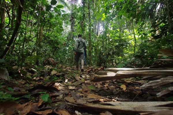 Ecuador amazon guided forest trail amazon