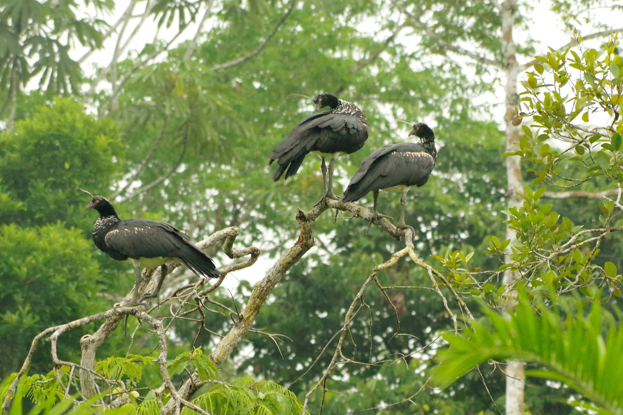 Ecuador amazon horned screamers chris bladon
