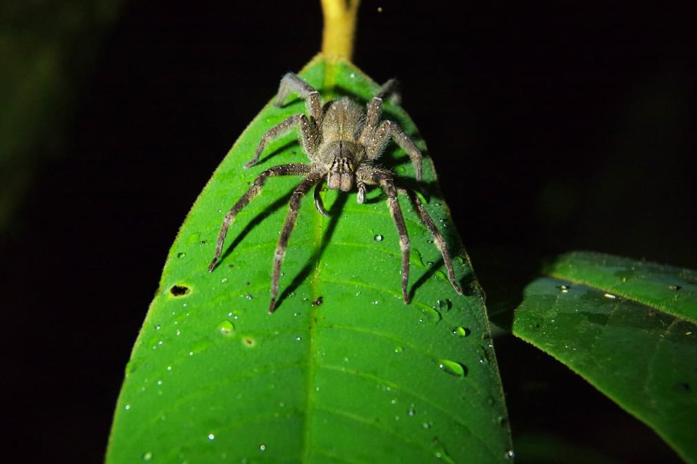 Ecuador amazon tarantula eden lodge chris bladon