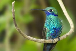 Ecuador cloudforest hummingbird