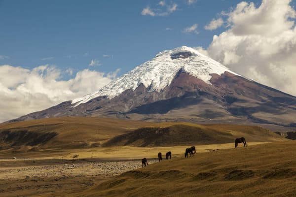 Ecuador cotopaxi cotopaxi volcano and wild horses
