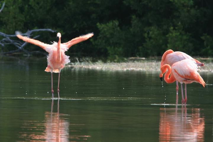 Ecuador galapagos flamingoes floreana island c jascivan carvalho
