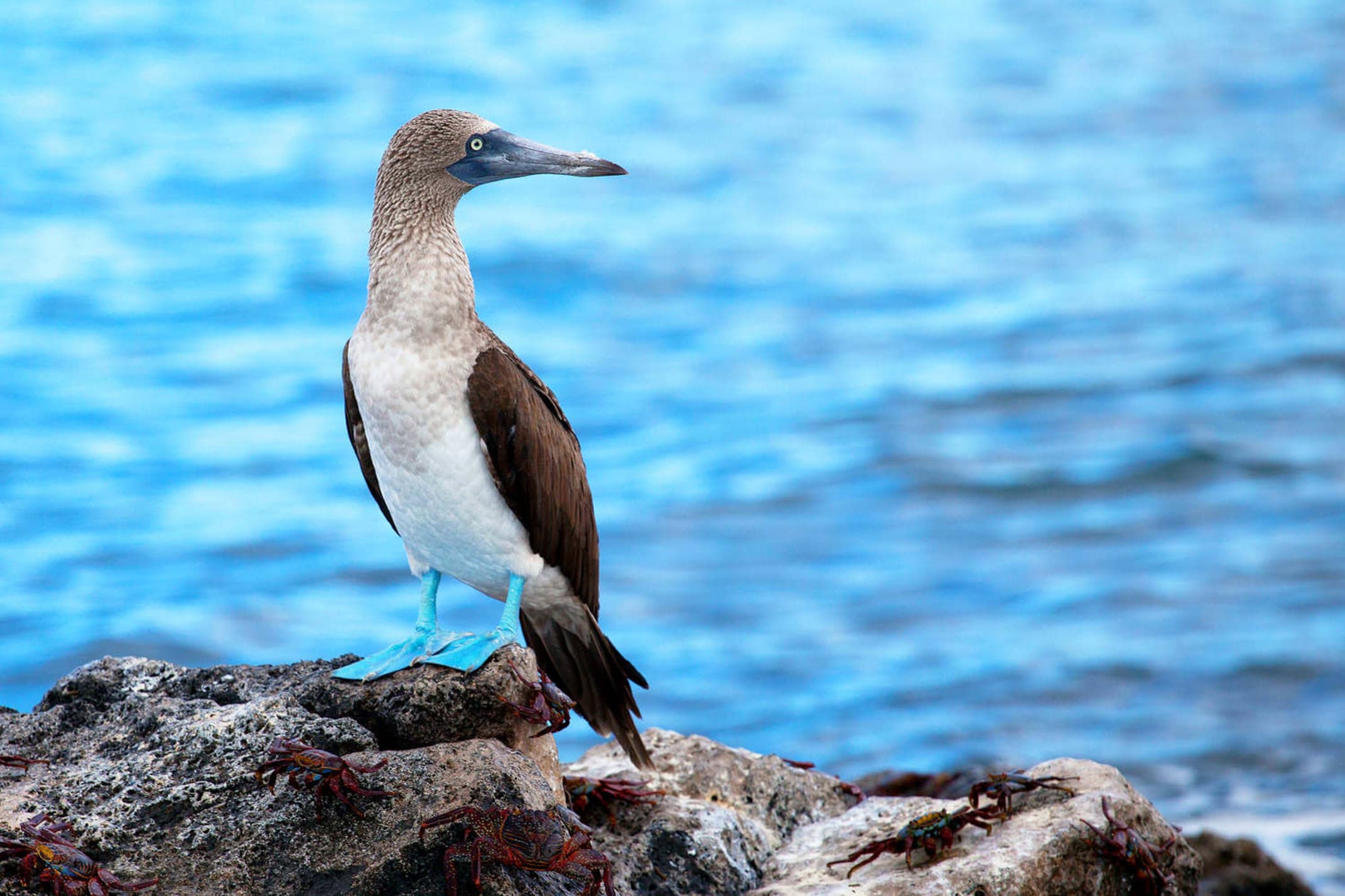 Ecuador galapagos islands blue footed booby galapagos islands