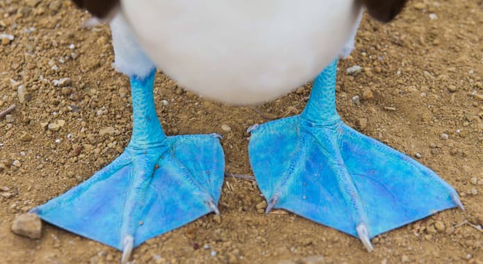 Ecuador galapagos islands close up of feet of a blue footed booby