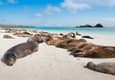 Ecuador galapagos islands espanola island galapagos with many sea lions sleeping on a beach